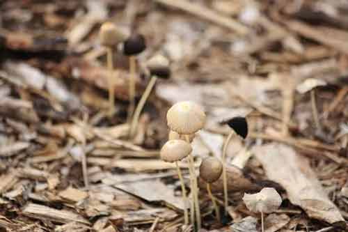 利用稻草栽培蘑菇的五種軟化處理方法