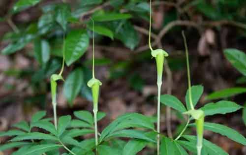 天南星種植技術(shù)以及病蟲害防治方法