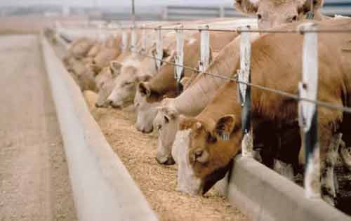 肉牛放牧期和舍飼期飼料配方有什么不同