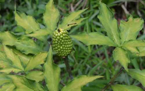 天南星種植技術(shù)以及病蟲害防治方法