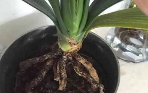 君子蘭爛根怎么補救？分享君子蘭爛根的處理方法