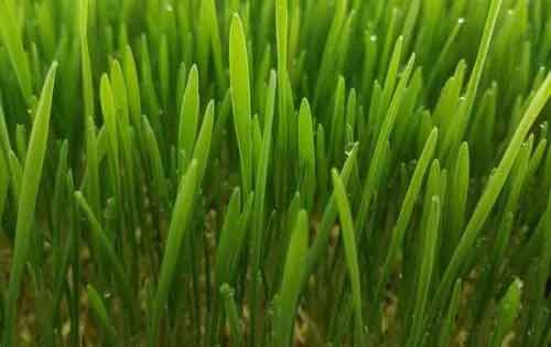 推廣綠色種植技術的意義是什么？