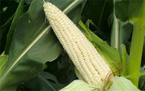 糯玉米種植管理以及科學(xué)化控方法