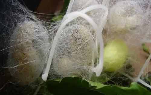 蠶結繭前的征兆有哪些？養蠶經驗分享