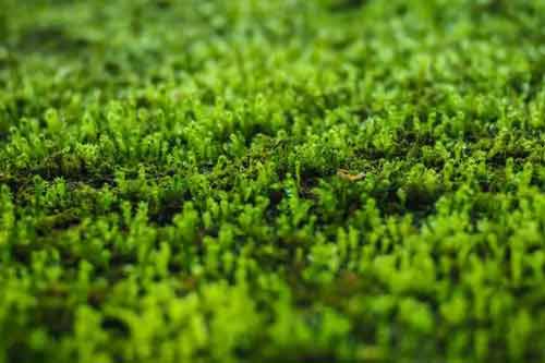 苔蘚植物長不高是因為什么原因造成的？苔蘚植物為什么長不高？