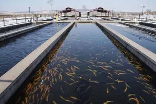 利用化肥養魚方法及注意事項