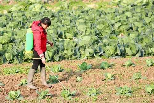 菜地使用化學除草劑需要注意什么？