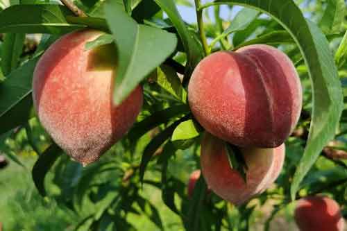 介紹三個(gè)特早熟桃子品種