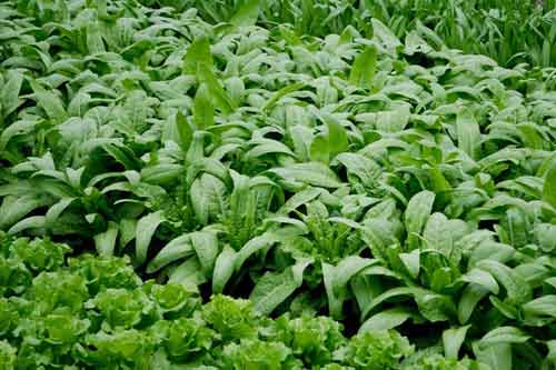 蔬菜地施用二氧化碳有哪些好處？如何操作？