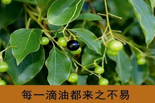 樟腦和樟油生產工藝流程及操作方法