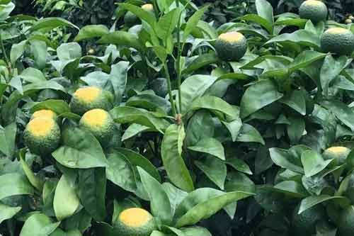 果樹防日灼和果樹防裂果的方法