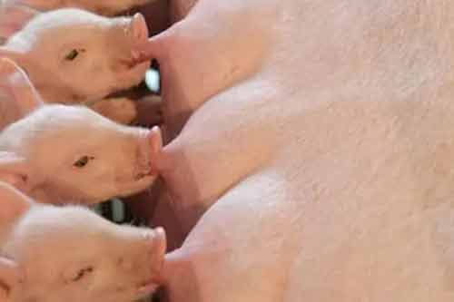 哺乳仔豬科學補料以及飼養管理方法