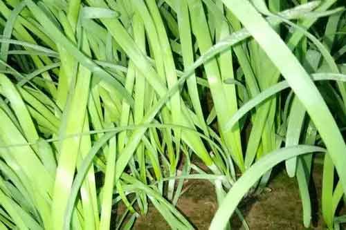 夏季韭菜軟化高產和優質栽培技術