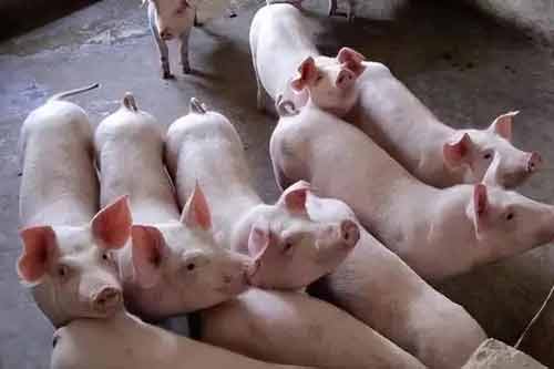 分享十三種養豬節省飼料的方法