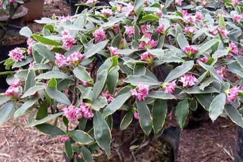 瑞香花種植栽培方法及日常管理要點 瑞香花種植栽培方法及日常管理要點