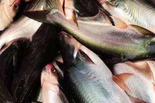 巴沙魚是什么魚?巴沙魚屬于海魚還是淡水魚? 巴沙魚是什么魚?巴沙魚屬于海魚還是淡水魚?
