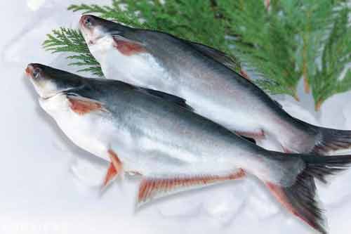 巴沙魚是什么魚?巴沙魚屬于海魚還是淡水魚? 巴沙魚是什么魚?巴沙魚屬于海魚還是淡水魚?