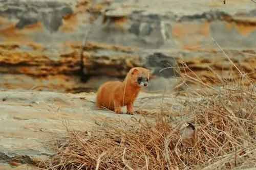 黃鼬(黃鼠狼)的特性以及飼養管理方法
