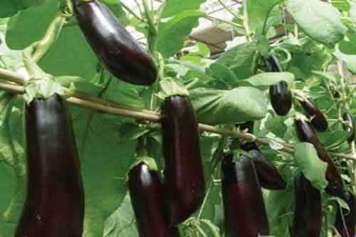 茄子最忌使用什么肥料？茄子施肥有哪些注意事項？