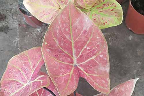 名貴盆栽綠植高端花卉品種有哪些? 名貴盆栽綠植高端花卉品種有哪些?