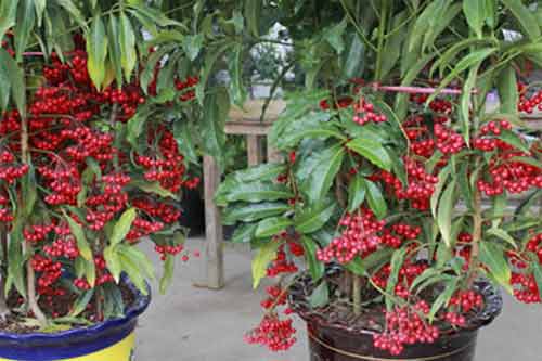 名貴盆栽綠植高端花卉品種有哪些？