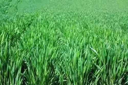 水稻噴施多效唑有哪些好處？施用時需要注意什么？