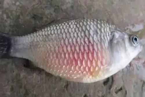 利用肉眼觀察和診斷魚(yú)病的三個(gè)方法