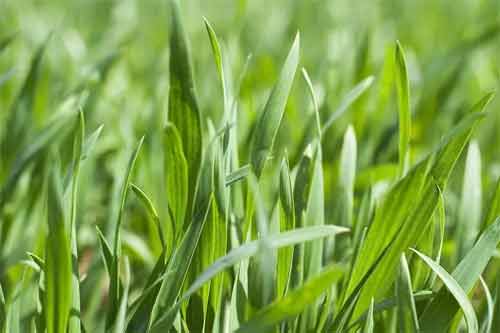 小麥生長發(fā)育過程中缺肥癥狀和補救方法