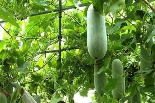 冬瓜一次種植三次采收的高產(chǎn)方法