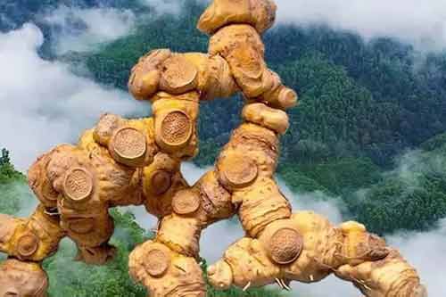 黃精的產(chǎn)地在哪里？黃精的品種有哪些？