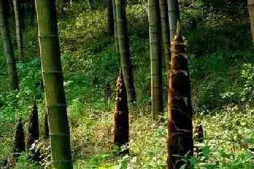 春筍施肥應在什么時候最合適？春筍施肥奪高產需要做好哪些工作？