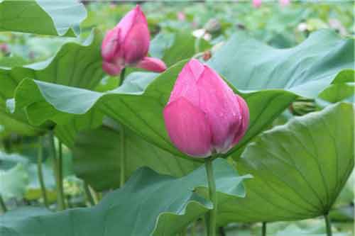 荷花形態(tài)特征、繁殖技術(shù)以及花期控制方法