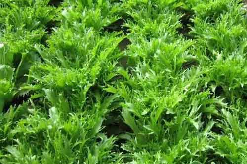 苦菊種植技術(shù)以及田間病蟲害防治措施