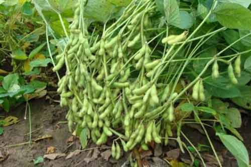 毛豆的營養價值、功效以及毛豆種植管理方法介紹
