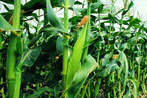 甜玉米種植需要注意哪些問題 甜玉米種植需要注意哪些問題