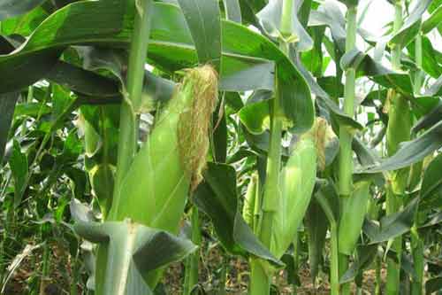 甜玉米種植需要注意哪些問題 甜玉米種植需要注意哪些問題