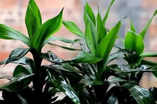 富貴竹葉子發黃怎么救呢？有哪些注意事項？
