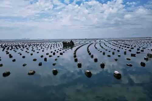 鮑魚生活習(xí)性以及養(yǎng)殖采收過程
