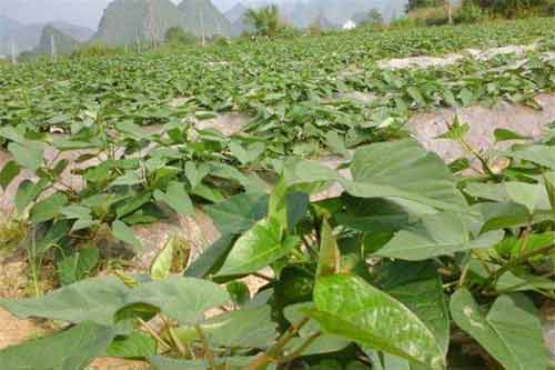 紫薯種植栽培與苗期管理技術(shù)