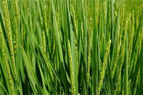 冬小麥進入三月份的除草、防漬以及追肥管理細節 冬小麥進入三月份的除草、防漬以及追肥管理細節