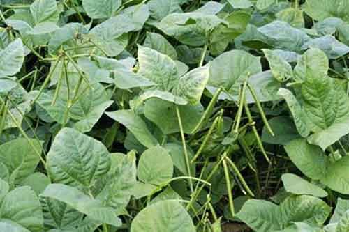 綠豆需肥特點、施肥方法以及注意事項