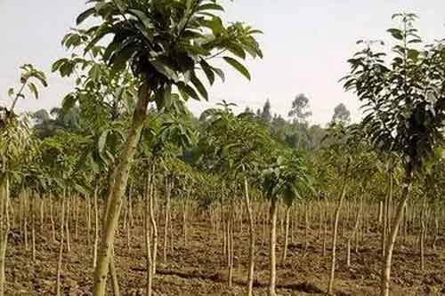 黃葛樹種植移栽時間以及注意事項