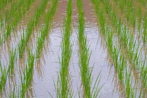 有機(jī)米種植、育苗、插秧以及水肥管理方法 有機(jī)米種植、育苗、插秧以及水肥管理方法