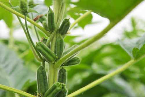 提高芝麻種植產量的一些田間管理方法 提高芝麻種植產量的一些田間管理方法