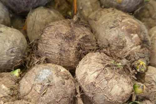 香芋種植的田間管理技術以及其他注意事項 香芋種植的田間管理技術以及其他注意事項