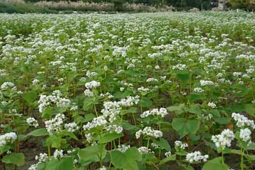 蕎麥產地、品種以及生長習性簡介