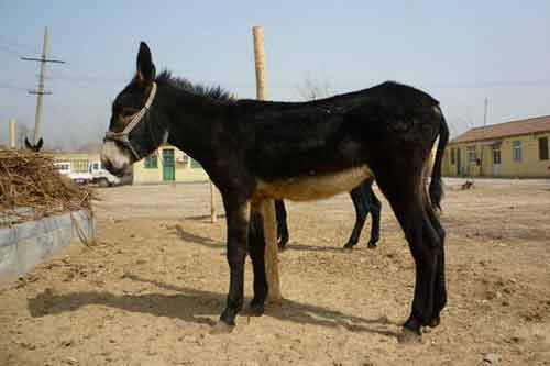 關中驢飼養管理、繁殖以及集約化養殖注意事項
