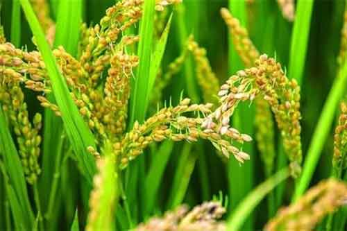 水稻穗為什么會出現發芽的現象？如何預防？