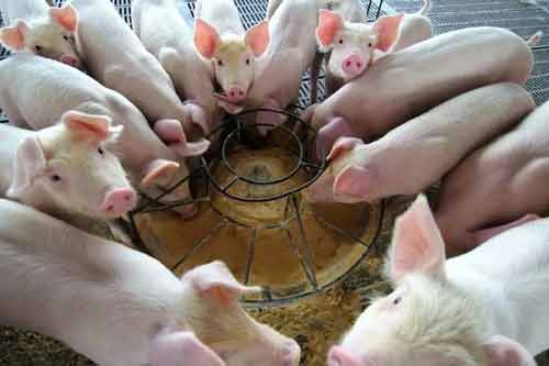 冬季仔豬飼養管理必須做到四點