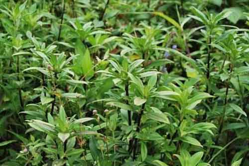 利用中草藥喂豬有哪些好處 利用中草藥喂豬有哪些好處
